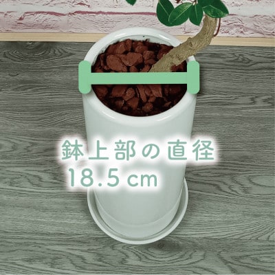 【観葉植物】フランスゴム100cm～120cmホワイト陶器鉢(035-1471)