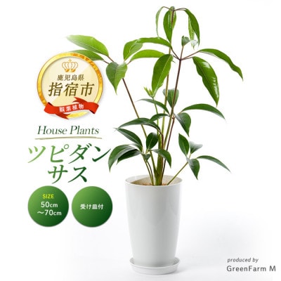 【観葉植物】ツピダンサス50cm～70cm(016-1434)