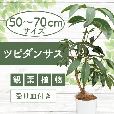 【観葉植物】ツピダンサス50cm～70cm(016-1434)