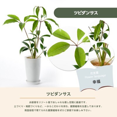 【観葉植物】ツピダンサス50cm～70cm(016-1434)