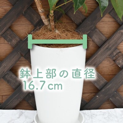 【観葉植物】ツピダンサス50cm～70cm(016-1434)
