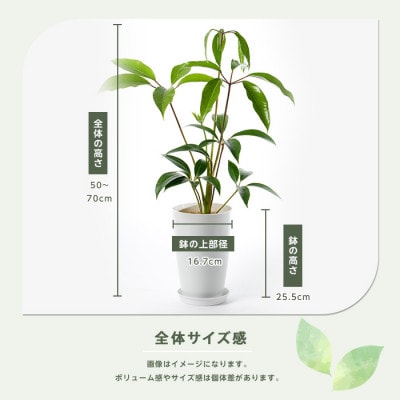 【観葉植物】ツピダンサス50cm～70cm(016-1434)