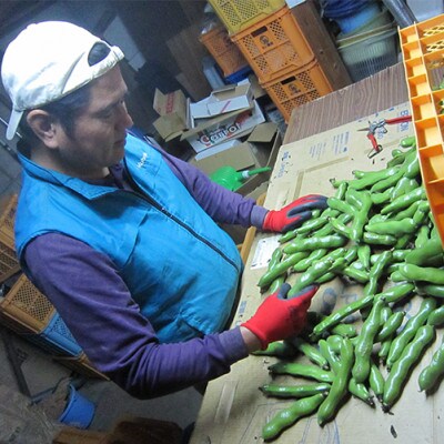 【2025年1月中旬より順次発送】サヤ付き そらまめ1kg 寒甘豆(R)(010-1576)