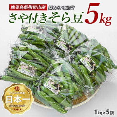 【～2026年4月下旬発送】さや付きそら豆 約5kg～春～(IB066-001)