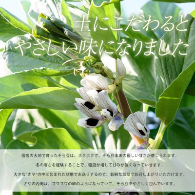 【～2026年4月下旬発送】さや付きそら豆 約5kg～春～(IB066-001)