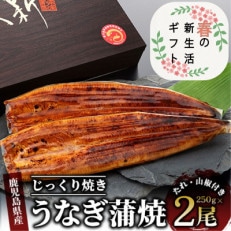 【新生活ギフト】鹿児島県産うなぎ蒲焼じっくり焼き約250g&times;2尾木目化粧箱入り(020-1107n)