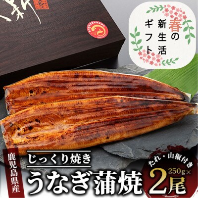 【新生活ギフト】鹿児島県産うなぎ蒲焼じっくり焼き約250g×2尾木目化粧箱入り(020-1107n)