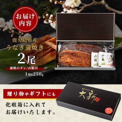 【父の日ギフト】【鹿児島県産】うなぎ蒲焼じっくり焼き約250g×2尾(IB021-001f)