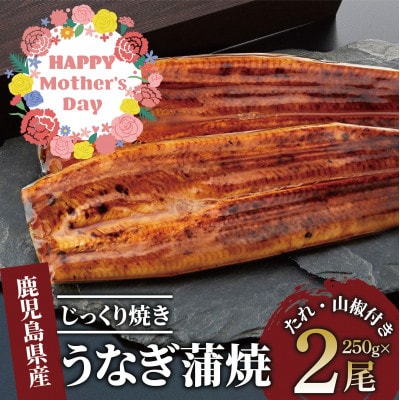 【母の日ギフト】【鹿児島県産】うなぎ蒲焼じっくり焼き約250g×2尾(020-1107m)
