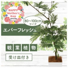 【母の日ギフト】【観葉植物】エバーフレッシュ80cm～100cm(014-1541m)