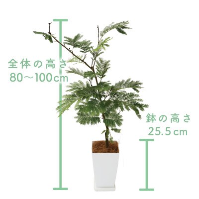 【母の日ギフト】【観葉植物】エバーフレッシュ80cm～100cm(014-1541m)