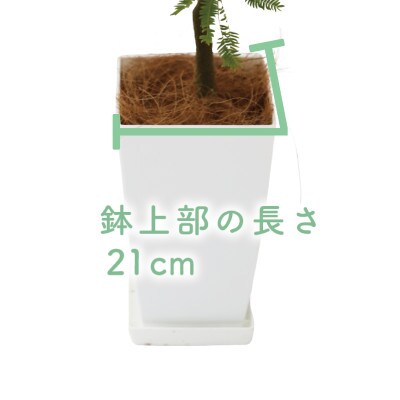 【母の日ギフト】【観葉植物】エバーフレッシュ80cm～100cm(014-1541m)