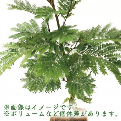 【母の日ギフト】【観葉植物】エバーフレッシュ80cm～100cm(014-1541m)