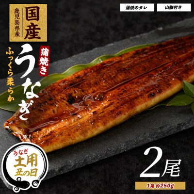 【丑の日】【鹿児島県産】うなぎ蒲焼じっくり焼き約250g×2尾(020-1107u)
