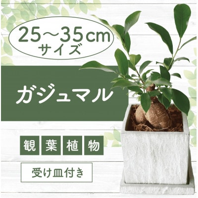 【観葉植物】ガジュマル 25cm～35cm パールグレー セメント鉢(014-1619)