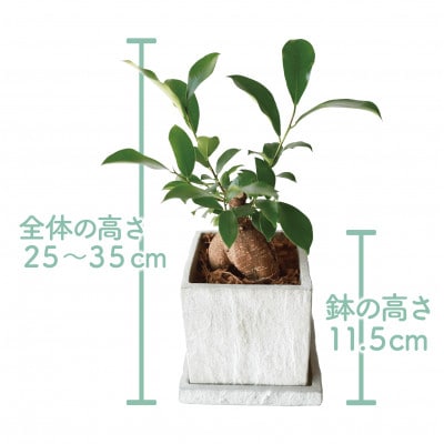 【観葉植物】ガジュマル 25cm～35cm パールグレー セメント鉢(014-1619)