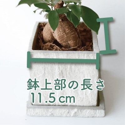 【観葉植物】ガジュマル 25cm～35cm パールグレー セメント鉢(014-1619)