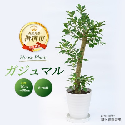 【観葉植物】ガジュマル70cm～90cm(鎌ヶ迫園芸場/016-1389)