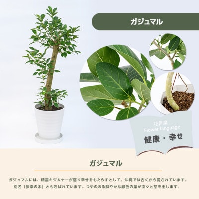 【観葉植物】ガジュマル70cm～90cm(鎌ヶ迫園芸場/016-1389)