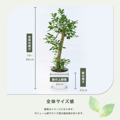 【観葉植物】ガジュマル70cm～90cm(鎌ヶ迫園芸場/016-1389)