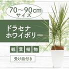 【観葉植物】ドラセナ・ホワイボリー70cm～90cm(014-1739)