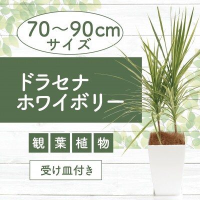 【観葉植物】ドラセナ・ホワイボリー70cm～90cm(014-1739)