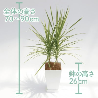 【観葉植物】ドラセナ・ホワイボリー70cm～90cm(014-1739)