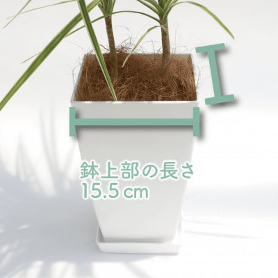【観葉植物】ドラセナ・ホワイボリー70cm～90cm(014-1739)