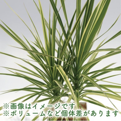 【観葉植物】ドラセナ・ホワイボリー70cm～90cm(014-1739)