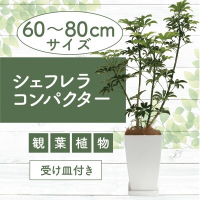 【観葉植物】シェフレラ コンパクター60cm～80cm(014-1740)