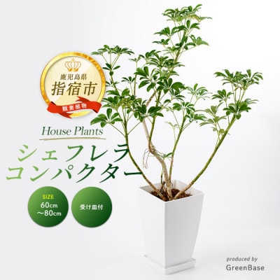 【観葉植物】シェフレラ コンパクター60cm～80cm(014-1740)