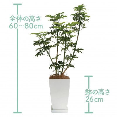 【観葉植物】シェフレラ コンパクター60cm～80cm(014-1740)