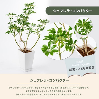 【観葉植物】シェフレラ コンパクター60cm～80cm(014-1740)
