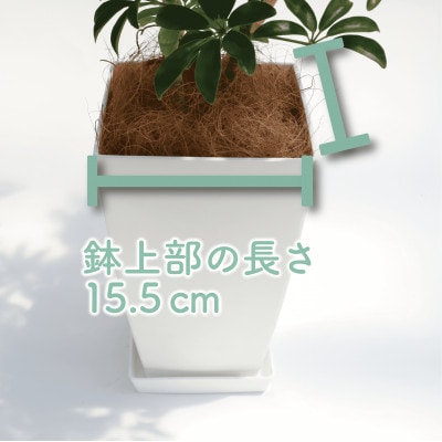 【観葉植物】シェフレラ コンパクター60cm～80cm(014-1740)