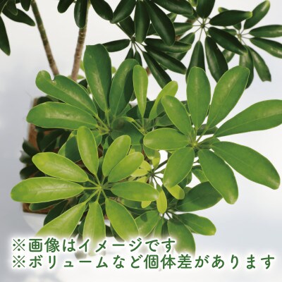 【観葉植物】シェフレラ コンパクター60cm～80cm(014-1740)
