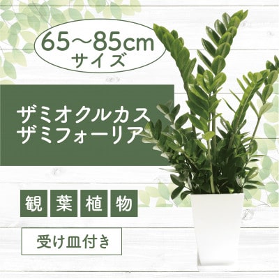 【観葉植物】ザミオクルカス ザミフォーリア65cm～85cm(016-1741)