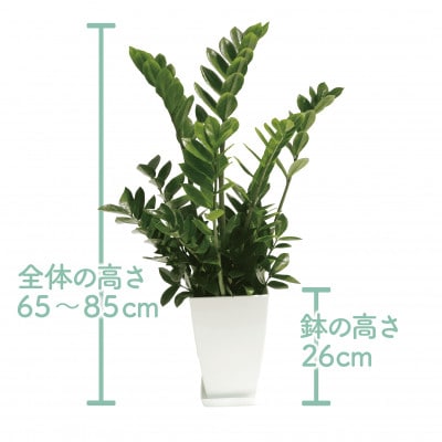 【観葉植物】ザミオクルカス ザミフォーリア65cm～85cm(016-1741)