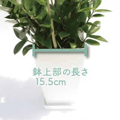 【観葉植物】ザミオクルカス ザミフォーリア65cm～85cm(016-1741)