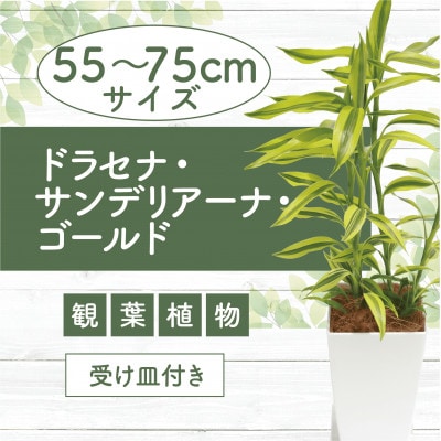 【観葉植物】ドラセナ・サンデリアーナ・ゴールド55cm～75cm(014-1742)