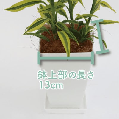 【観葉植物】ドラセナ・サンデリアーナ・ゴールド55cm～75cm(014-1742)