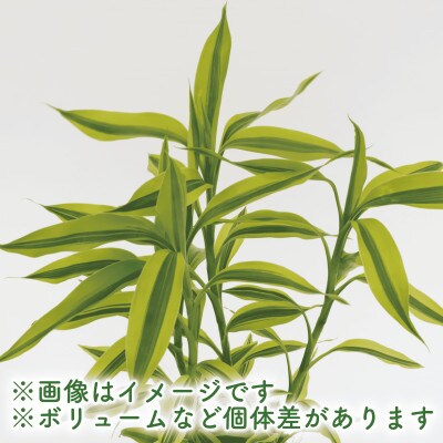 【観葉植物】ドラセナ・サンデリアーナ・ゴールド55cm～75cm(014-1742)