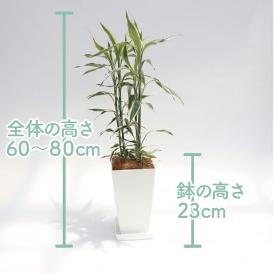 【観葉植物】ドラセナ・サンデリアーナ・ホワイト60cm～80cm(014-1743)
