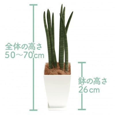 【観葉植物】サンスベリア・スタッキー50cm～70cm(016-1744)