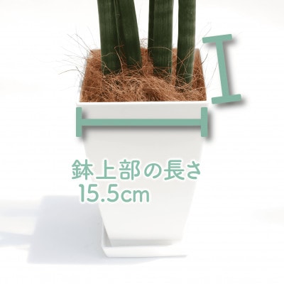 【観葉植物】サンスベリア・スタッキー50cm～70cm(016-1744)