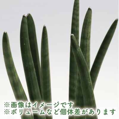 観葉植物】サンスベリア・スタッキー50cm～70cm(016-1744