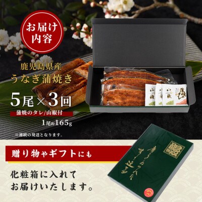 【全3回定期便・連続お届け】鹿児島県産うなぎ蒲焼 じっくり焼き約165g×5尾(Z100-1699)