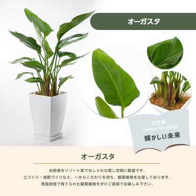 【観葉植物】オーガスタ70cm～100cm(027-1383)