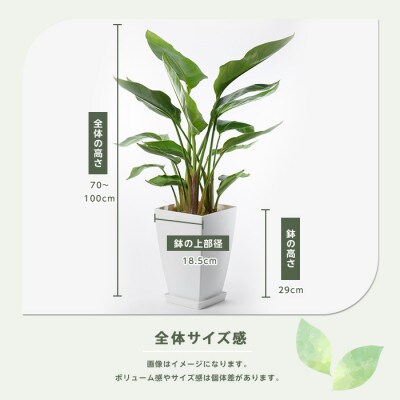 【観葉植物】オーガスタ70cm～100cm(027-1383)