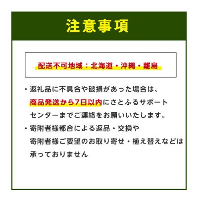 【観葉植物】オーガスタ70cm～100cm(027-1383)