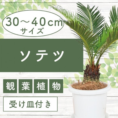 【観葉植物】ソテツ30cm～40cm(016-1431)